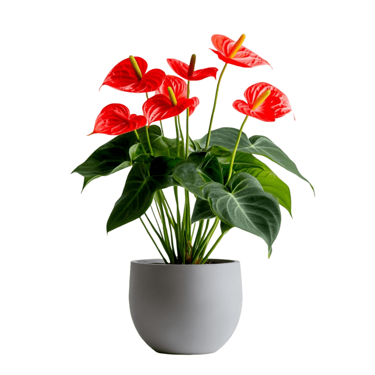 حديقة وخارجية image