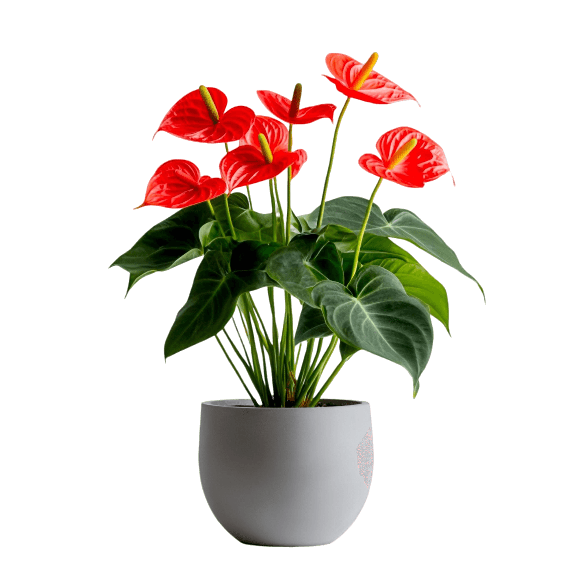 حديقة وخارجية "image"